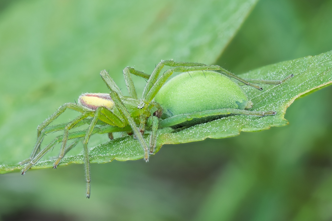 Spachacz zielonawy (Micrommata virescens) (5)